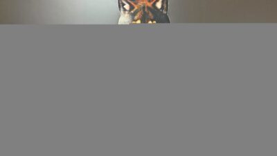 AFYONKARAHİSAR (AA) – Afyonkarahisar'da düzenlenen uyuşturucu operasyonunda gözaltına alınan zanlı