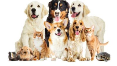 Konu ile ilgili kurumdan yapılan yazılı açıklamada, “Kedi ve köpeklerin