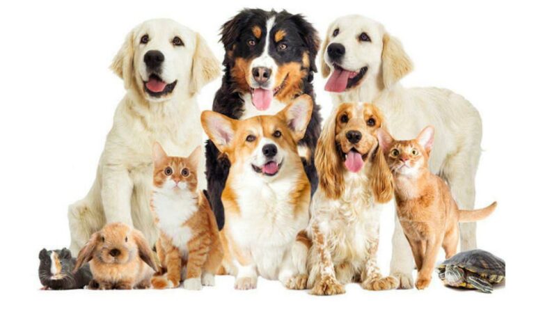 Konu ile ilgili kurumdan yapılan yazılı açıklamada, “Kedi ve köpeklerin