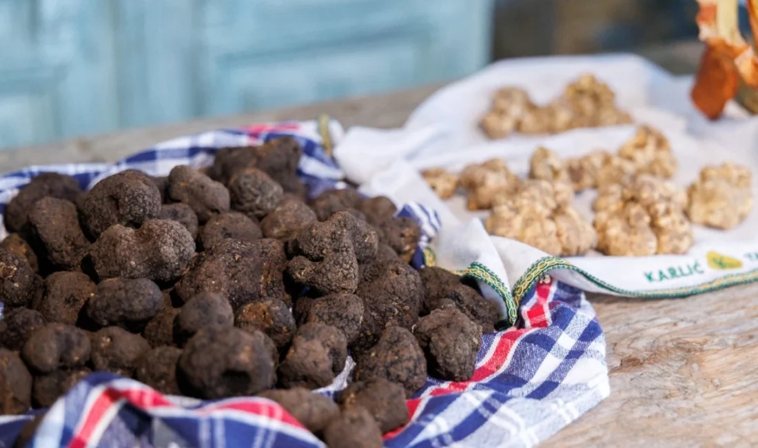 Hırvatistan’ın kuzeybatısındaki İstriya bölgesinde eylül-aralık ayları arasında beyaz trüf mevsimi