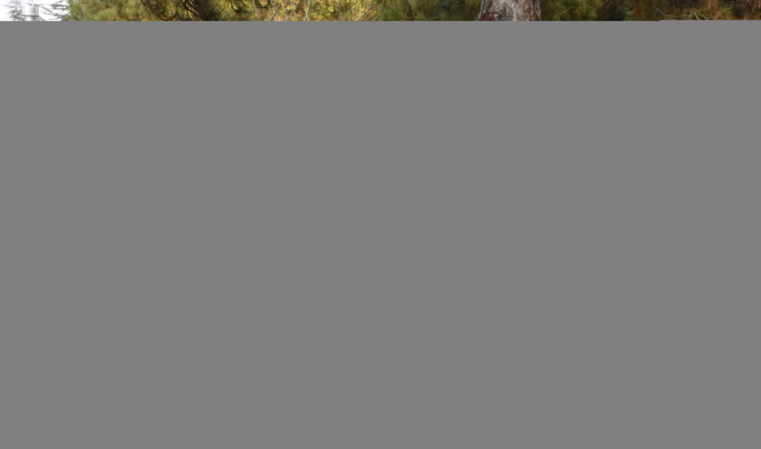 - Servet Böcek'in babası Yılmaz Böcek:
- "Adalet için sonuna kadar