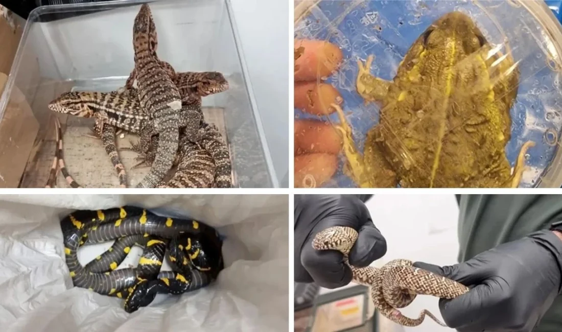 İsrail’in Ben Gurion Havaalanı’nda, Tayland’dan dönen 24 yaşındaki bir yolcunun