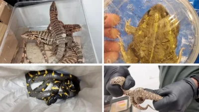 İsrail’in Ben Gurion Havaalanı’nda, Tayland’dan dönen 24 yaşındaki bir yolcunun