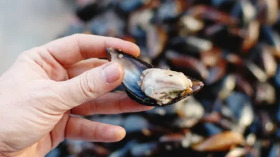 Almanya’dan tatile gelen Böcek ailesi, midye, tavuk tantuni ve sucuk