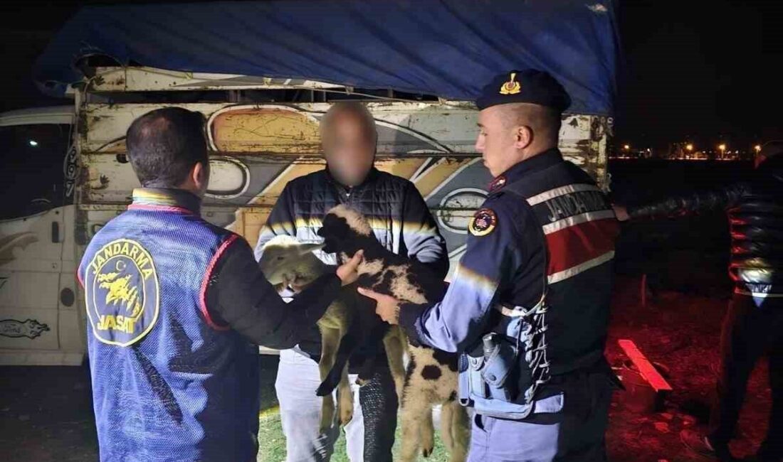 Olay, Sandıklı ilçesinde meydana geldi. İlçede 13 küçükbaş hayvanın çalınması