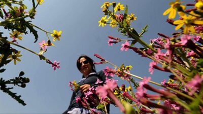 Meteoroloji Genel Müdürlüğü’ne göre ülkede ılık hava etkisini sürdürüyor. Sıcaklıkların