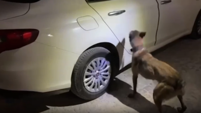 Kent girişinde trafik ve asayiş uygulaması yapan polis ekipleri, şüphe