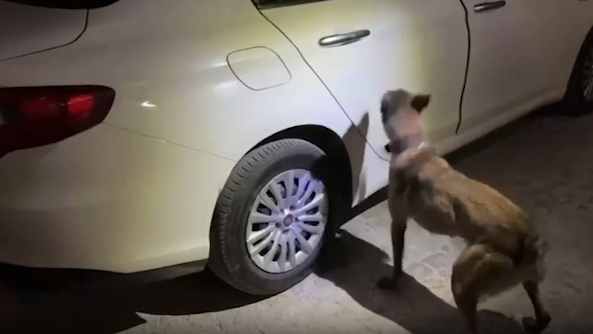 Kent girişinde trafik ve asayiş uygulaması yapan polis ekipleri, şüphe