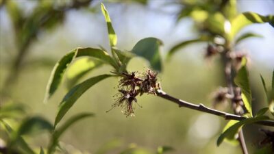 Yumaklı, NSosyal hesabından, zirai dondan etkilenen üreticilere yönelik destek ödemelerine