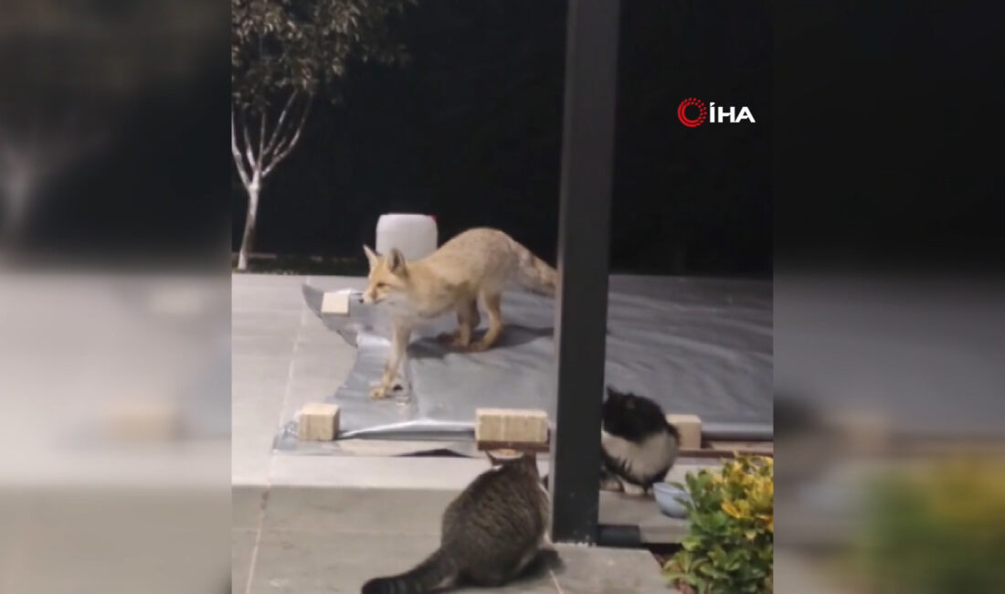 Erzincan şehir merkezinde bir evin bahçesine giren bir tilki, adeta
