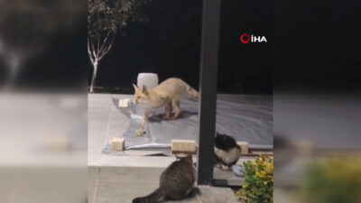 Erzincan şehir merkezinde bir evin bahçesine giren bir tilki, adeta