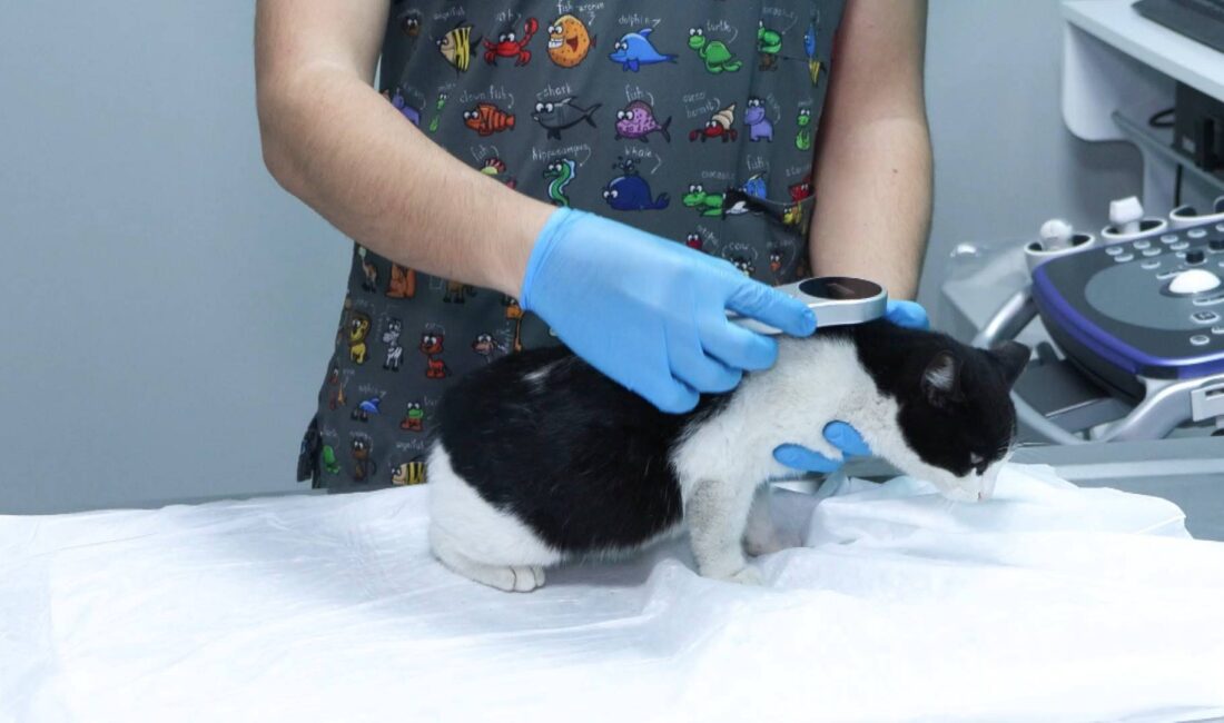 Tarım ve Orman Bakanlığı, evcil dostların Ev Hayvanı Kayıt Sistemi’ne