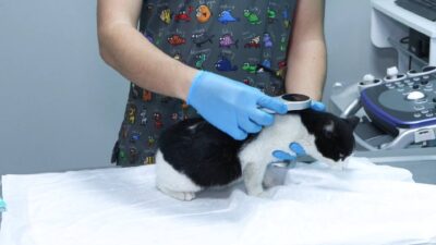 Tarım ve Orman Bakanlığı, evcil dostların Ev Hayvanı Kayıt Sistemi’ne