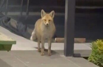 Erzincan’ın merkeze bağlı Binkoç köyünde yaşayan bir vatandaş, kedileri için