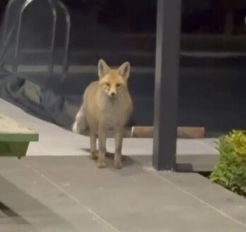 Erzincan’ın merkeze bağlı Binkoç köyünde yaşayan bir vatandaş, kedileri için