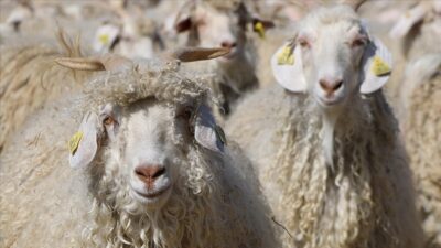 Tarım ve Orman Bakanlığı tarafından hazırlanan Sözleşmeli Üretimin Usul ve