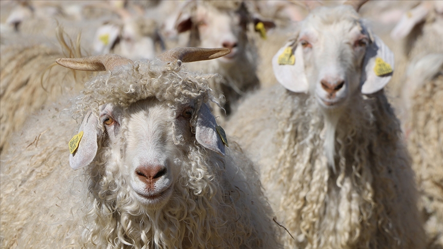 Tarım ve Orman Bakanlığı tarafından hazırlanan Sözleşmeli Üretimin Usul ve