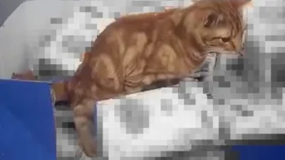 Sultangazi’de bulunan bir zincir markette alışveriş yapan vatandaşlar, marketin içinde