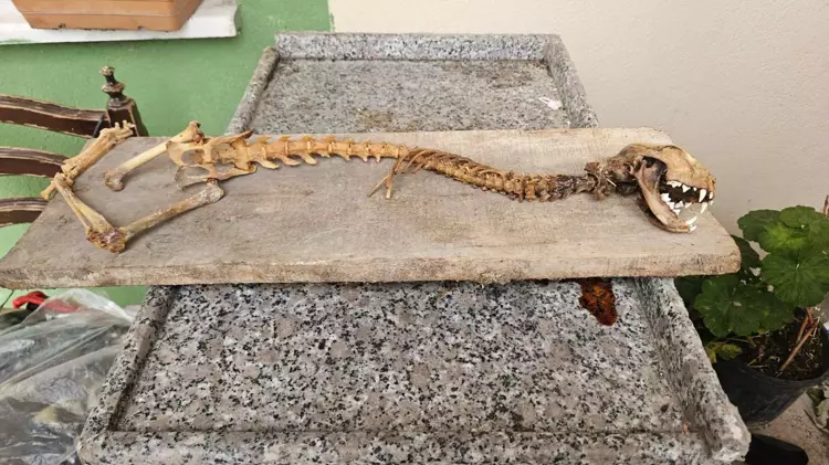 Yusufeli’nin Alanbaşı köyünde yaşayan eski muhtar Yavuz Turan, ahırındaki malzemelerin