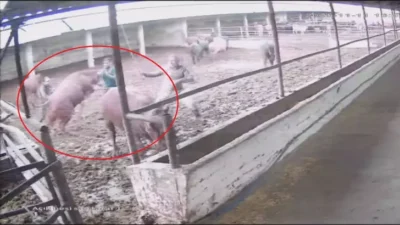 Güvenlik kamerasına yansıyan görüntülere göre, besicilerin hayvanları toplama çabaları sırasında,