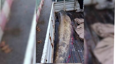 Boyalıca Mahallesi’nde balıkçılık yapan Osman Bulut, sabah saatlerinde gölde dev