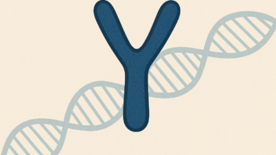 Y kromozomunun geleceği, bilim dünyasında uzun süredir gündemde olan bir