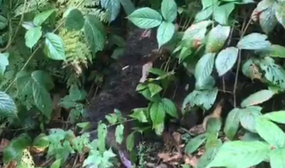 Çevredeki vatandaşların ihbarı üzerine bölgeye ulaşan itfaiye ekipleri, güvenlik önlemleri