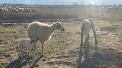Olay, Erzincan’ın Günebakan köyünde Adem Küçükkaya tarafından kaydedilen görüntülerle ortaya