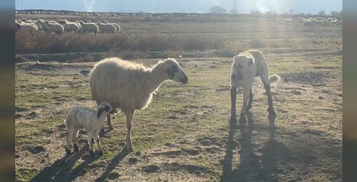 Olay, Erzincan’ın Günebakan köyünde Adem Küçükkaya tarafından kaydedilen görüntülerle ortaya