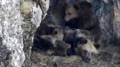 Erzurum’un İspir ilçesi Yedigöller Mahallesi’nde yaşayan profesyonel dağcı Bülent Erkan,