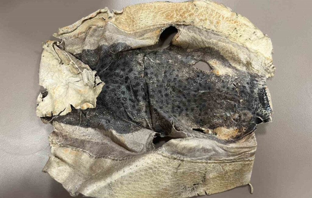 Antalya kıyılarında istilacı bir tür olarak bilinen balon balığı, girişimci