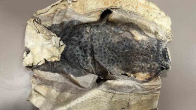 Antalya kıyılarında istilacı bir tür olarak bilinen balon balığı, girişimci