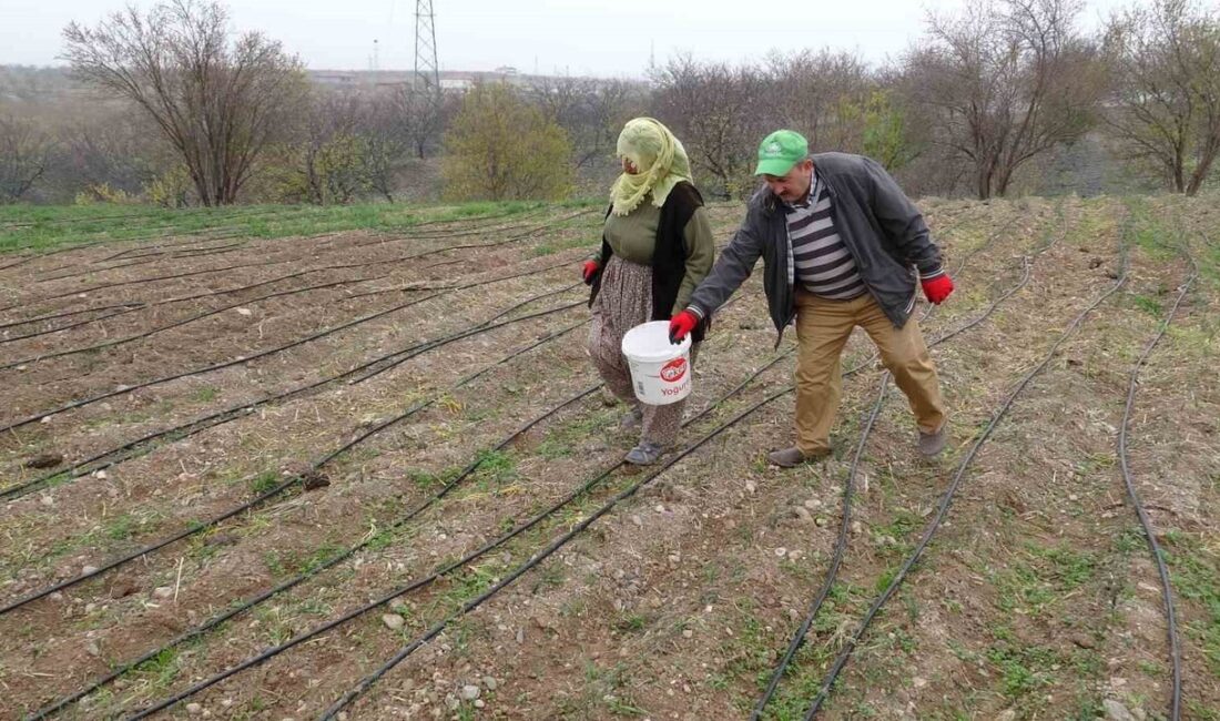 Bu yıl 1.500 kilo safran soğanı hasadı yapan Akçin, 300