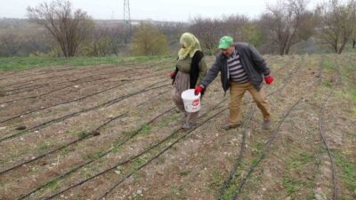 Bu yıl 1.500 kilo safran soğanı hasadı yapan Akçin, 300