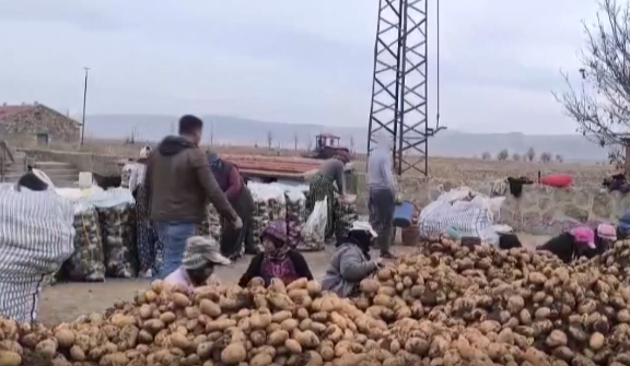 Türkiye’nin patates üretim merkezlerinden birisi olan Afyonkarahisar’ın Şuhut ilçesinde patates