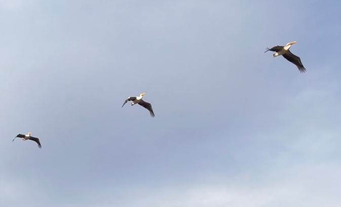 Afyonkarahisar’ın Bolvadin ilçesinde güneye uçarken görüntülenen pelikan sürüsü şaşırttı.Bolvadin kırsalında