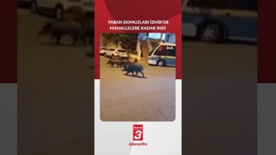 İzmir’in Balçova, Narlıdere ve Bornova ilçelerinde yaban domuzu sürüleri yerleşim
