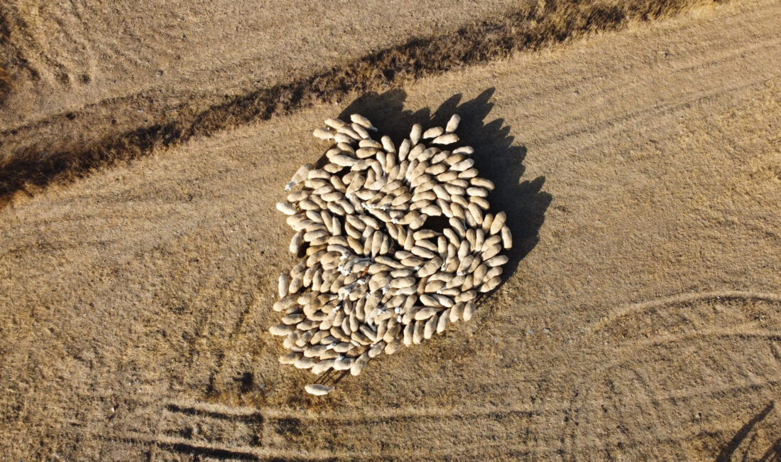 Türkiye Damızlık Koyun Yetiştiricileri Merkezi Birliği Genel Başkanı Turan Saldırıcıer,
