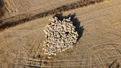 Türkiye Damızlık Koyun Yetiştiricileri Merkezi Birliği Genel Başkanı Turan Saldırıcıer,