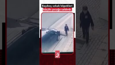 KANAL 3 YOUTUBE KANALINA ABONE OL Bursa’da başıboş sokak köpekleri