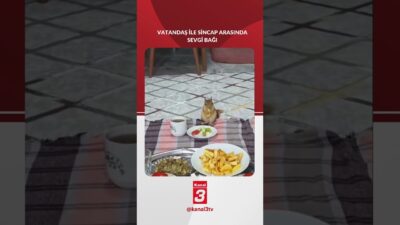 Köydeki bir bahçede henüz bir haftalıkken bulunan minik sincap, annesi