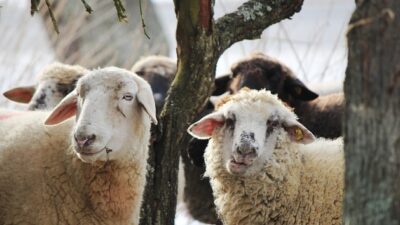 Afyonkarahisar İl Genel Meclisi Başkanı Mehmet Siper, küçükbaş hayvancılığı geliştirmek