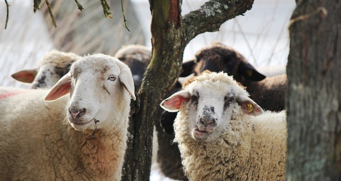 Afyonkarahisar İl Genel Meclisi Başkanı Mehmet Siper, küçükbaş hayvancılığı geliştirmek