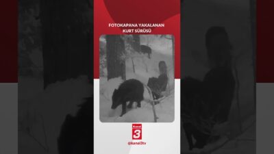 Kanal 3Cts, Ocak 17, 2026 1:00pmURL:Embed:Kar yağmış bir ormanda dolaşan