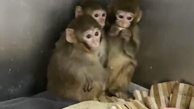 Bakanlık açıklamasında, Doğa Koruma ve Milli Parklar Genel Müdürlüğü ekiplerinin