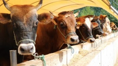 Afyonkarahisar Tarım ve Orman İl Müdürlüğünden yapılan açıklamada, ‘Besilik Hayvan