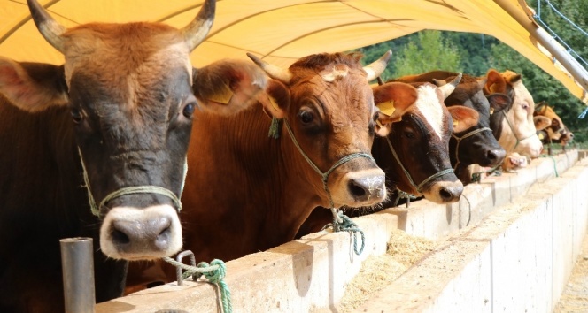 Afyonkarahisar Tarım ve Orman İl Müdürlüğünden yapılan açıklamada, ‘Besilik Hayvan