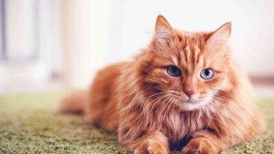 Ancak programın popülerliği o kadar arttı ki, 2026 yılı başvuruları