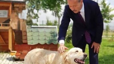Afyonkarahisar’ın Bolvadin ilçesine bağlı Dişli beldesinde bir köpeğin cansız bedeninin