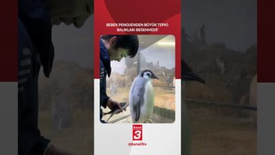Kendisine verilen balıkları beğenmeyen penguen tepkisini böyle gösterdi! 📶https://kanal3.com.tr/ Sosyal